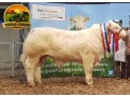 semen-charoles-noble-prince-importado-genetica-irlandesa-de-exportacao-small-0