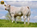 semen-charoles-noble-prince-importado-genetica-irlandesa-de-exportacao-small-1
