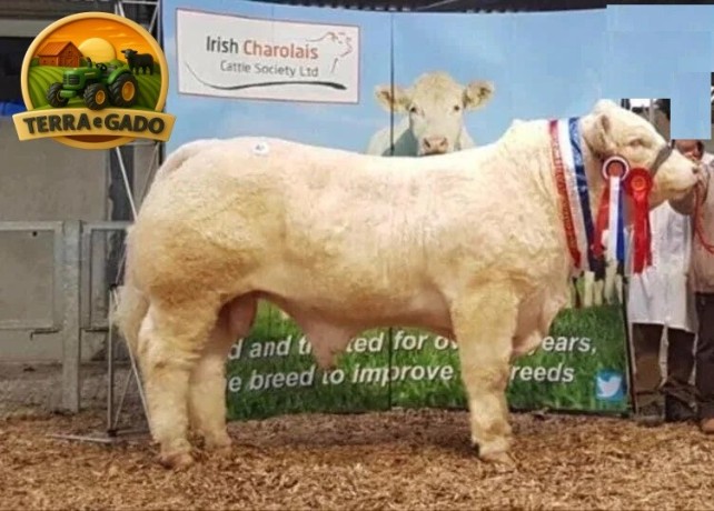 semen-charoles-noble-prince-importado-genetica-irlandesa-de-exportacao-big-0