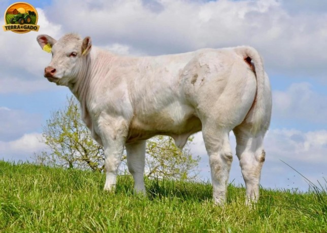 semen-charoles-noble-prince-importado-genetica-irlandesa-de-exportacao-big-1