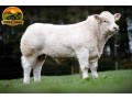 semen-charoles-mornity-nero-importado-alta-performance-e-facilidade-de-parto-small-1