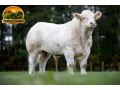 semen-charoles-mornity-nero-importado-alta-performance-e-facilidade-de-parto-small-2