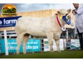semen-charoles-mornity-nero-importado-alta-performance-e-facilidade-de-parto-small-0
