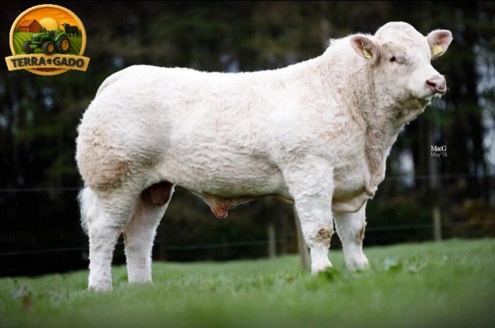 semen-charoles-mornity-nero-importado-alta-performance-e-facilidade-de-parto-big-1