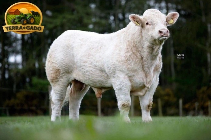 semen-charoles-mornity-nero-importado-alta-performance-e-facilidade-de-parto-big-2