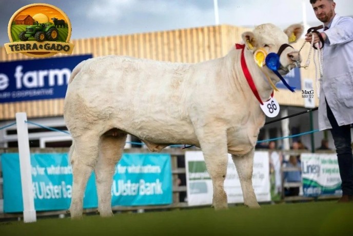 semen-charoles-mornity-nero-importado-alta-performance-e-facilidade-de-parto-big-0