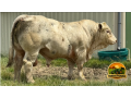 semen-charoles-renaud-pp-importado-homozigoto-mocho-pp-genetica-francesa-small-0