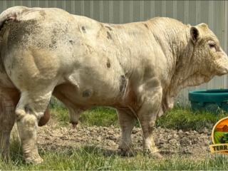 semen-charoles-renaud-pp-importado-homozigoto-mocho-pp-genetica-francesa