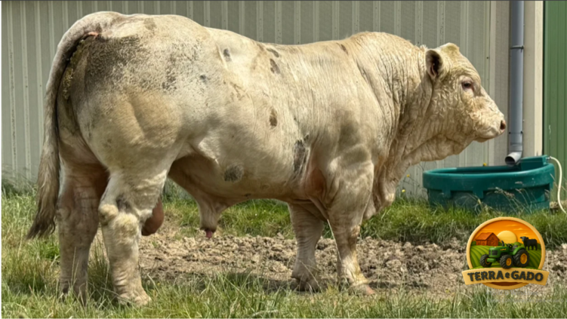semen-charoles-renaud-pp-importado-homozigoto-mocho-pp-genetica-francesa-big-0