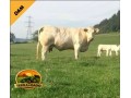 semen-charoles-thrunton-officer-importado-facil-parto-alto-potencial-materno-small-1
