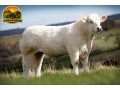 semen-charoles-thrunton-officer-importado-facil-parto-alto-potencial-materno-small-0