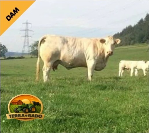 semen-charoles-thrunton-officer-importado-facil-parto-alto-potencial-materno-big-1