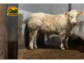 semen-charoles-goldstar-hugo-importado-campeao-inter-racas-rhs-genetica-irlandesa-de-elite-small-2