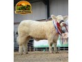 semen-charoles-goldstar-hugo-importado-campeao-inter-racas-rhs-genetica-irlandesa-de-elite-small-1