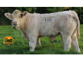 semen-charoles-goldstar-hugo-importado-campeao-inter-racas-rhs-genetica-irlandesa-de-elite-small-3