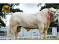 semen-charoles-goldstar-hugo-importado-campeao-inter-racas-rhs-genetica-irlandesa-de-elite-small-0