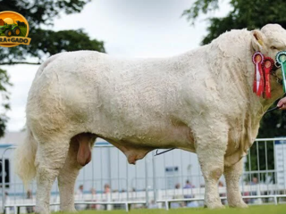 semen-charoles-goldstar-hugo-importado-campeao-inter-racas-rhs-genetica-irlandesa-de-elite