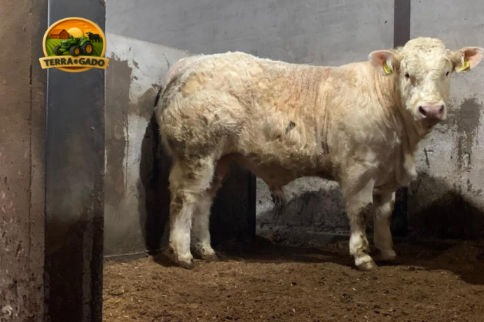 semen-charoles-goldstar-hugo-importado-campeao-inter-racas-rhs-genetica-irlandesa-de-elite-big-2