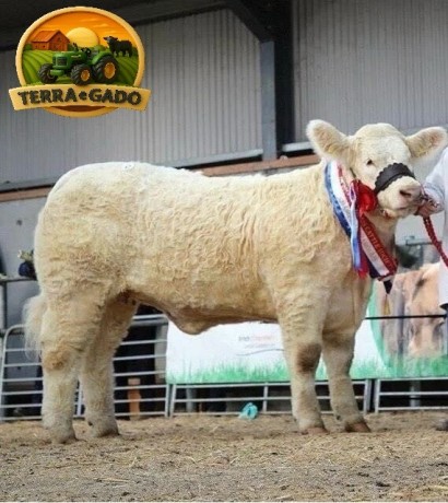 semen-charoles-goldstar-hugo-importado-campeao-inter-racas-rhs-genetica-irlandesa-de-elite-big-1