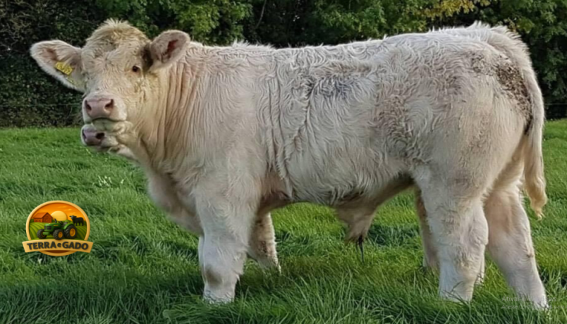 semen-charoles-goldstar-hugo-importado-campeao-inter-racas-rhs-genetica-irlandesa-de-elite-big-3