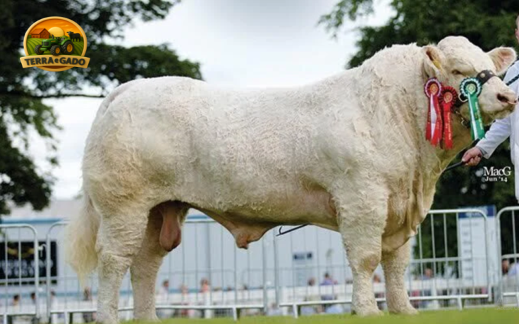 semen-charoles-goldstar-hugo-importado-campeao-inter-racas-rhs-genetica-irlandesa-de-elite-big-0