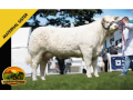 semen-charoles-battleford-panama-importado-genetica-britanica-de-elite-linhagens-campeas-small-1