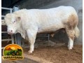 semen-charoles-battleford-panama-importado-genetica-britanica-de-elite-linhagens-campeas-small-2
