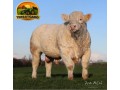 semen-charoles-battleford-panama-importado-genetica-britanica-de-elite-linhagens-campeas-small-0