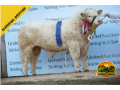 semen-charoles-battleford-panama-importado-genetica-britanica-de-elite-linhagens-campeas-small-3