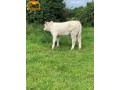 semen-charoles-battleford-panama-importado-genetica-britanica-de-elite-linhagens-campeas-small-4