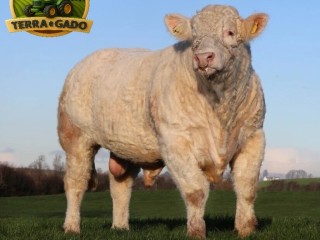 semen-charoles-battleford-panama-importado-genetica-britanica-de-elite-linhagens-campeas