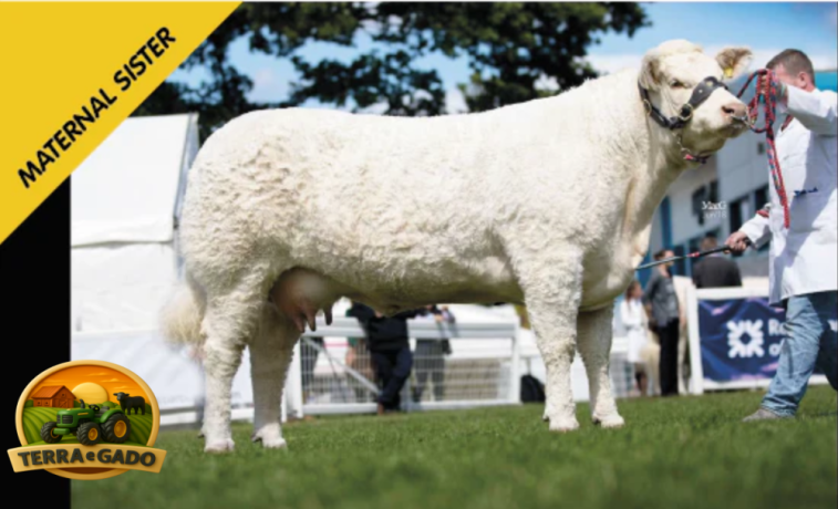 semen-charoles-battleford-panama-importado-genetica-britanica-de-elite-linhagens-campeas-big-1