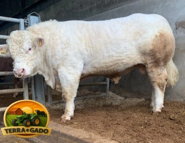semen-charoles-battleford-panama-importado-genetica-britanica-de-elite-linhagens-campeas-big-2