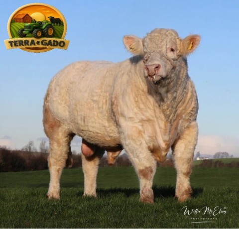 semen-charoles-battleford-panama-importado-genetica-britanica-de-elite-linhagens-campeas-big-0