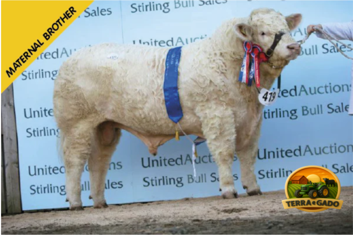 semen-charoles-battleford-panama-importado-genetica-britanica-de-elite-linhagens-campeas-big-3