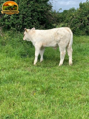 semen-charoles-battleford-panama-importado-genetica-britanica-de-elite-linhagens-campeas-big-4