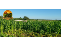 fazenda-a-venda-1890-hectares-buritirama-ba-pecuaria-e-agricultura-small-2