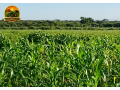 fazenda-a-venda-1890-hectares-buritirama-ba-pecuaria-e-agricultura-small-3