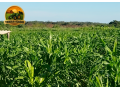 fazenda-a-venda-1890-hectares-buritirama-ba-pecuaria-e-agricultura-small-4