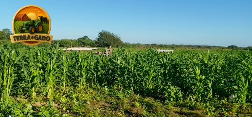 fazenda-a-venda-1890-hectares-buritirama-ba-pecuaria-e-agricultura-big-2