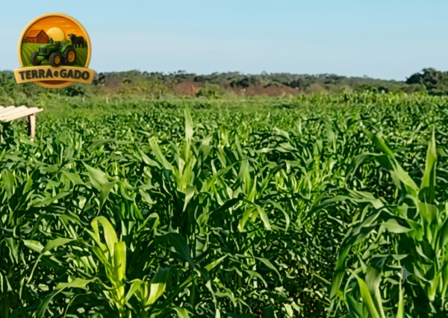 fazenda-a-venda-1890-hectares-buritirama-ba-pecuaria-e-agricultura-big-4
