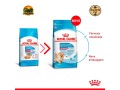 racao-royal-canin-mini-indoor-puppy-para-filhotes-de-caes-de-pequeno-porte-500-g-1-kg-e-25-kg-small-1