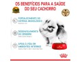 racao-royal-canin-mini-indoor-puppy-para-filhotes-de-caes-de-pequeno-porte-500-g-1-kg-e-25-kg-small-3