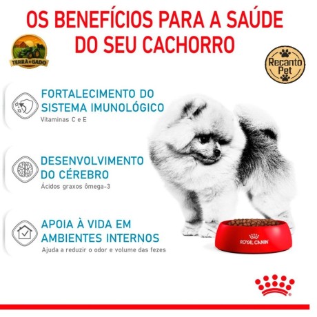 racao-royal-canin-mini-indoor-puppy-para-filhotes-de-caes-de-pequeno-porte-500-g-1-kg-e-25-kg-big-3