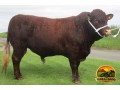 semen-bovino-devon-tilbrook-elite-reprodutor-homozigoto-mocho-para-melhoramento-genetico-small-0