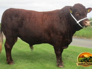 semen-bovino-devon-tilbrook-elite-reprodutor-homozigoto-mocho-para-melhoramento-genetico