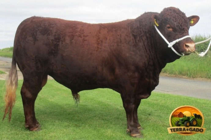 semen-bovino-devon-tilbrook-elite-reprodutor-homozigoto-mocho-para-melhoramento-genetico-big-0