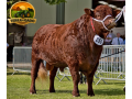 semen-bovino-devon-stonegrove-william-reprodutor-para-facilidade-de-parto-e-melhoramento-genetico-small-0
