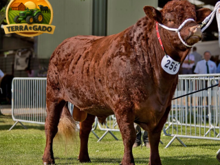 semen-bovino-devon-stonegrove-william-reprodutor-para-facilidade-de-parto-e-melhoramento-genetico