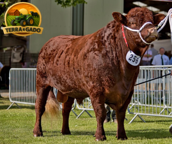 semen-bovino-devon-stonegrove-william-reprodutor-para-facilidade-de-parto-e-melhoramento-genetico-big-0